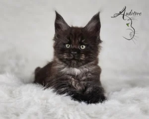 2-miesięczny czarny srebrny dymny kociak Maine Coon (MCO ns) siedzący na białym futrze, logo hodowli Auditore*PL. Hodowla kotów Maine Coon, kocięta z rodowodem.