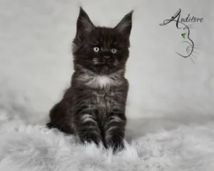 2-miesięczny czarny srebrny dymny kociak Maine Coon (MCO ns) siedzący na białym futrze, logo hodowli Auditore*PL. Hodowla kotów Maine Coon, kocięta z rodowodem.