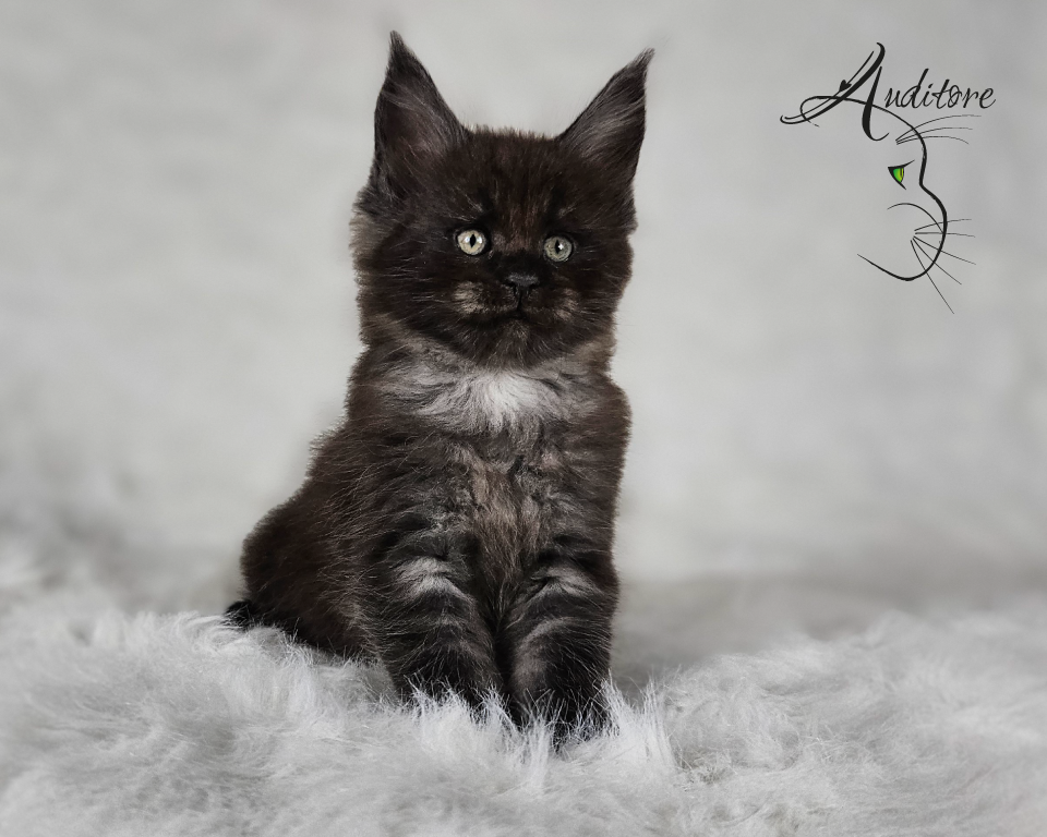 2-miesięczny czarny srebrny dymny kociak Maine Coon (MCO ns) siedzący na białym futrze, logo hodowli Auditore*PL. Hodowla kotów Maine Coon, kocięta z rodowodem.