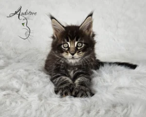2-miesięczny brązowo-pręgowany kociak Maine Coon (MCO n 22) leżący na białym futrze, logo hodowli Auditore*PL. Hodowla kotów Maine Coon, kocięta z rodowodem.