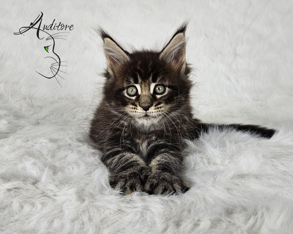 2-miesięczny brązowo-pręgowany kociak Maine Coon (MCO n 22) leżący na białym futrze, logo hodowli Auditore*PL. Hodowla kotów Maine Coon, kocięta z rodowodem.