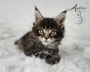 2-miesięczny brązowo-pręgowany kociak Maine Coon (MCO n 22) leżący na białym futrze, logo hodowli Auditore*PL. Hodowla kotów Maine Coon, kocięta z rodowodem.