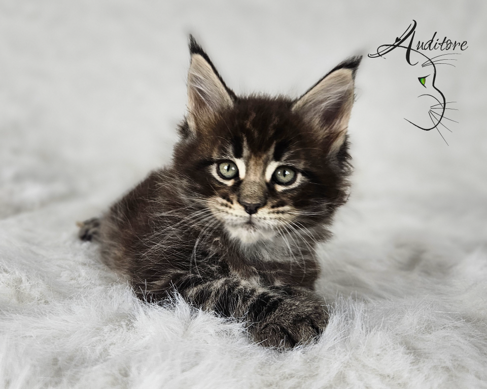2-miesięczny brązowo-pręgowany kociak Maine Coon (MCO n 22) leżący na białym futrze, logo hodowli Auditore*PL. Hodowla kotów Maine Coon, kocięta z rodowodem.
