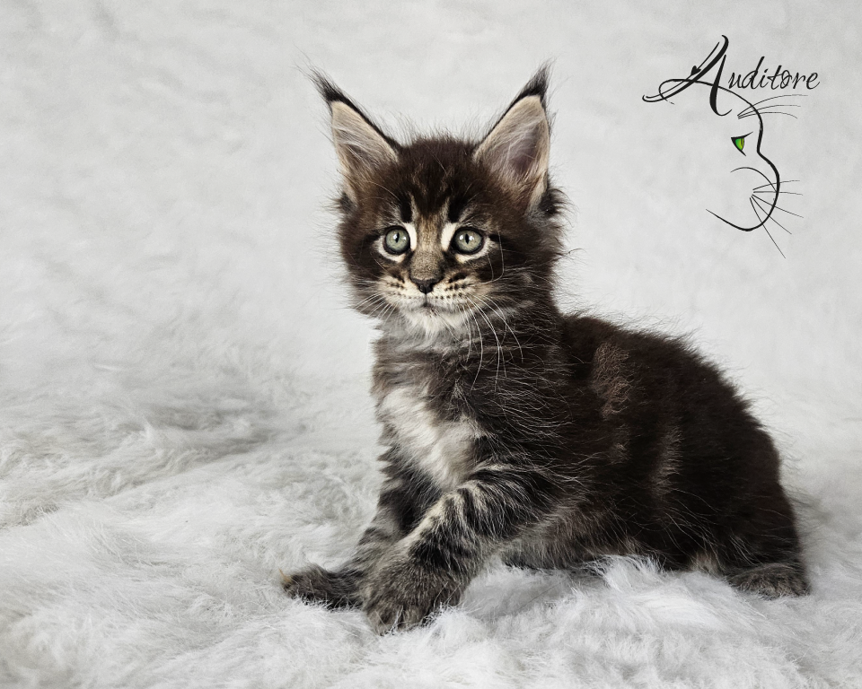 2-miesięczny brązowo-pręgowany kociak Maine Coon (MCO n 22) leżący na białym futrze, logo hodowli Auditore*PL. Hodowla kotów Maine Coon, kocięta z rodowodem.