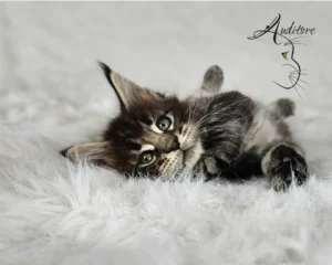 2-miesięczny brązowo-pręgowany kociak Maine Coon (MCO n 22) leżący na białym futrze, logo hodowli Auditore*PL. Hodowla kotów Maine Coon, kocięta z rodowodem.