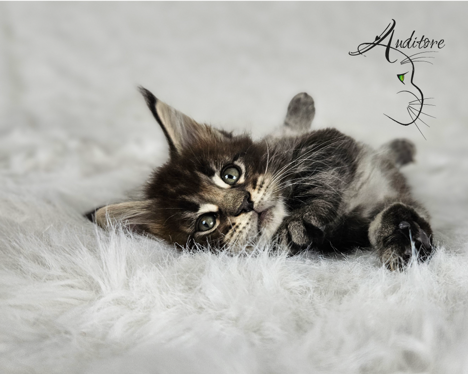 2-miesięczny brązowo-pręgowany kociak Maine Coon (MCO n 22) leżący na białym futrze, logo hodowli Auditore*PL. Hodowla kotów Maine Coon, kocięta z rodowodem.