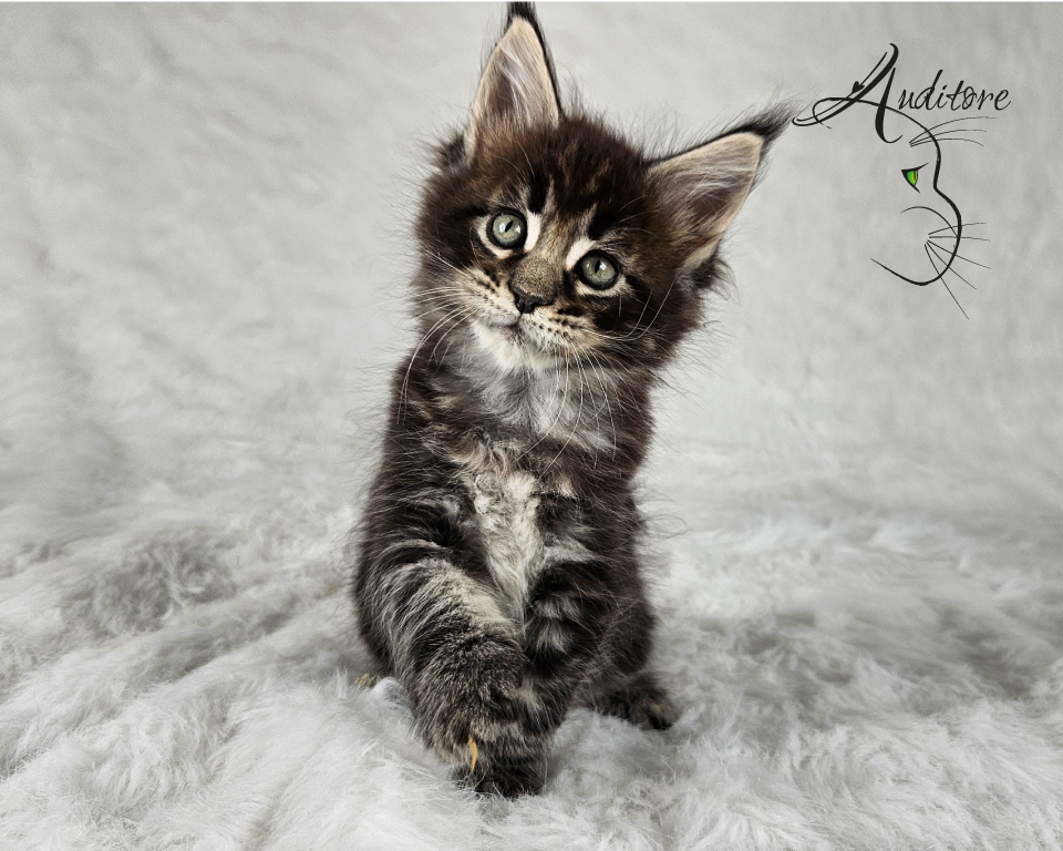 2-miesięczny brązowo-pręgowany kociak Maine Coon (MCO n 22) leżący na białym futrze, logo hodowli Auditore*PL. Hodowla kotów Maine Coon, kocięta z rodowodem.