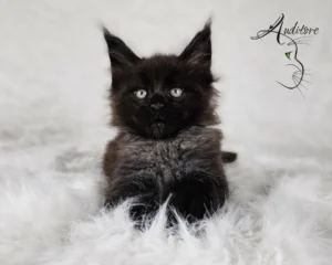 2-miesięczny czarny srebrny kociak Maine Coon (MCO ns) leżący na białym futrze, logo hodowli Auditore*PL. Hodowla kotów Maine Coon, kocięta z rodowodem.