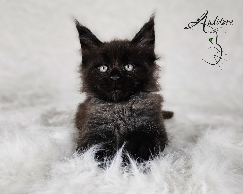 2-miesięczny czarny srebrny kociak Maine Coon (MCO ns) leżący na białym futrze, logo hodowli Auditore*PL. Hodowla kotów Maine Coon, kocięta z rodowodem.