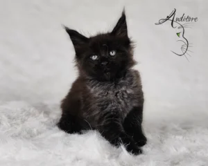 2-miesięczny czarny srebrny kociak Maine Coon (MCO ns) leżący na białym futrze, logo hodowli Auditore*PL. Hodowla kotów Maine Coon, kocięta z rodowodem.