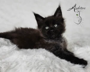 2-miesięczny czarny srebrny kociak Maine Coon (MCO ns) leżący na białym futrze, logo hodowli Auditore*PL. Hodowla kotów Maine Coon, kocięta z rodowodem.