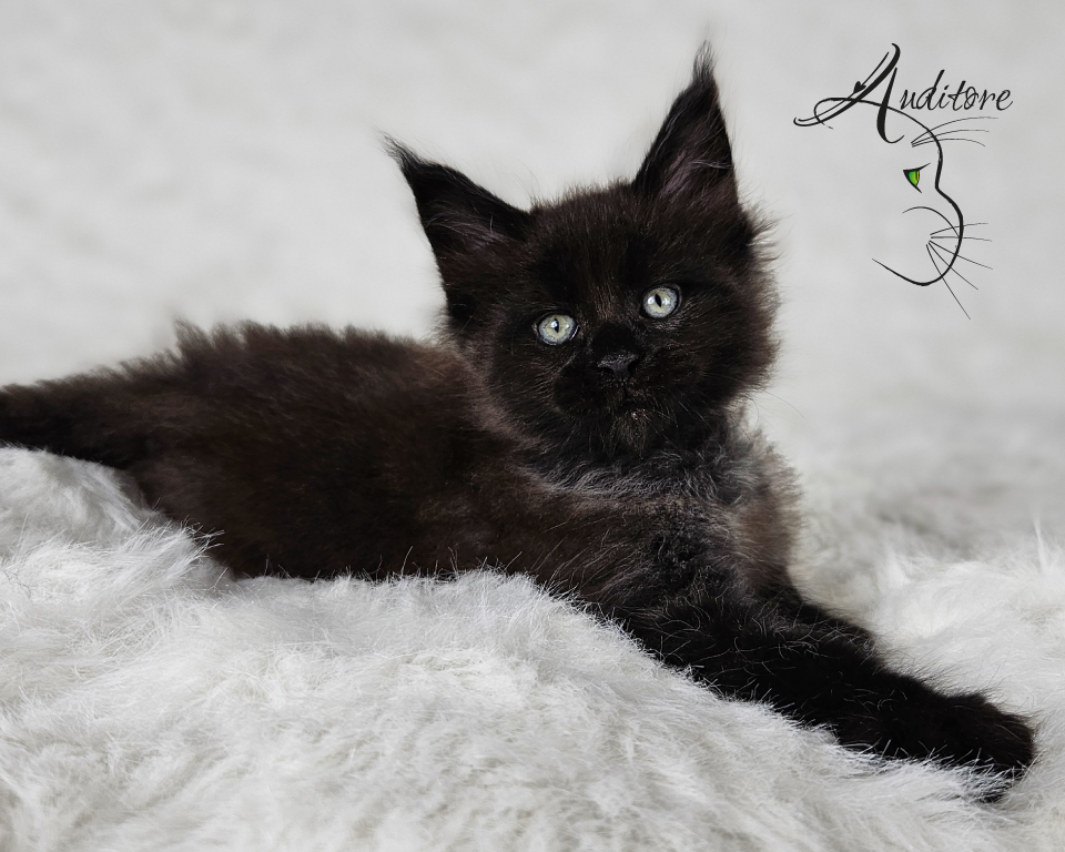 2-miesięczny czarny srebrny kociak Maine Coon (MCO ns) leżący na białym futrze, logo hodowli Auditore*PL. Hodowla kotów Maine Coon, kocięta z rodowodem.