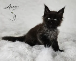 2-miesięczny czarny srebrny kociak Maine Coon (MCO ns) leżący na białym futrze, logo hodowli Auditore*PL. Hodowla kotów Maine Coon, kocięta z rodowodem.