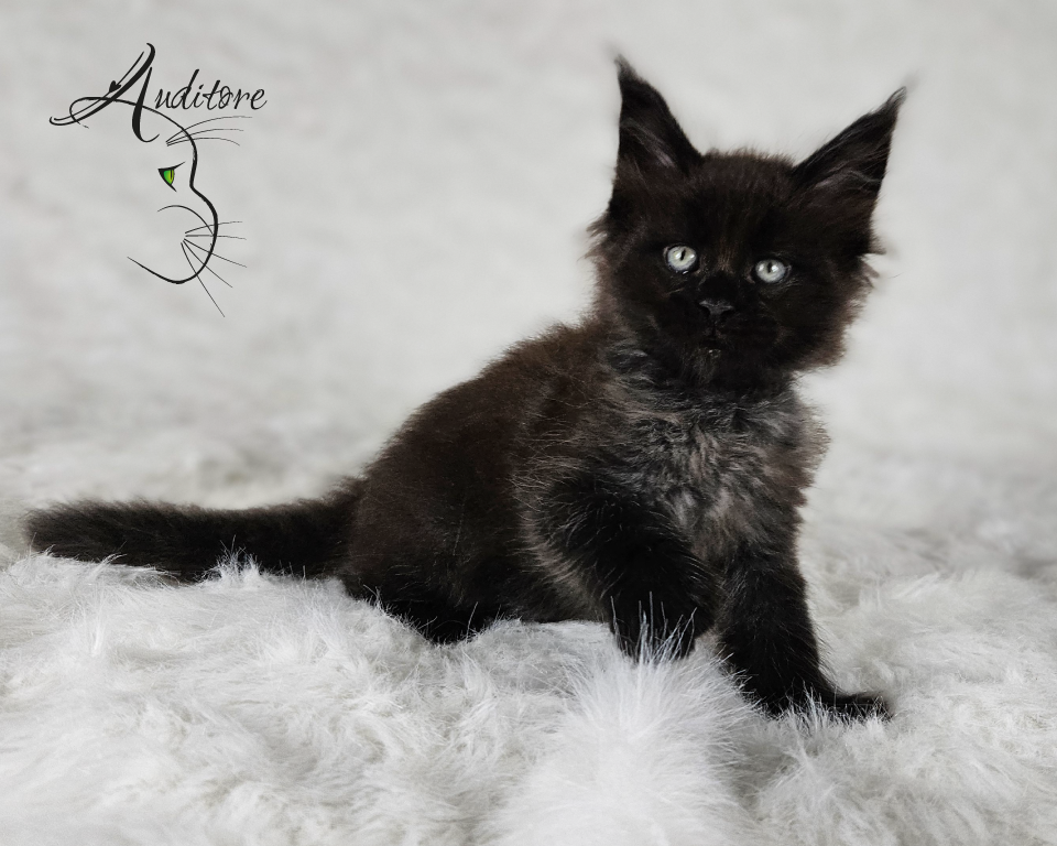 2-miesięczny czarny srebrny kociak Maine Coon (MCO ns) leżący na białym futrze, logo hodowli Auditore*PL. Hodowla kotów Maine Coon, kocięta z rodowodem.