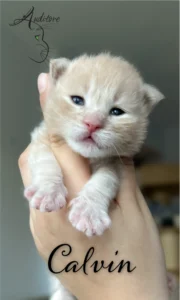 Tygodniowy kremowy kociak Maine Coon (MCO es 22) trzymany w dłoni, z logo hodowli Auditore*PL i imieniem Cashmire. Hodowla kotów Maine Coon, kocięta z rodowodem.