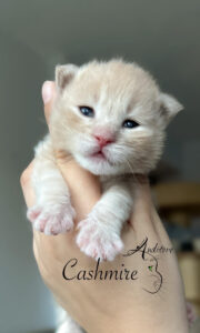 Tygodniowy kremowy kociak Maine Coon (MCO es 22) trzymany w dłoni, z logo hodowli Auditore*PL i imieniem Cashmire. Hodowla kotów Maine Coon, kocięta z rodowodem.