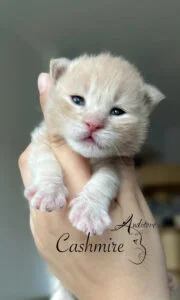 Tygodniowy kremowy kociak Maine Coon (MCO es 22) trzymany w dłoni, z logo hodowli Auditore*PL i imieniem Cashmire. Hodowla kotów Maine Coon, kocięta z rodowodem.