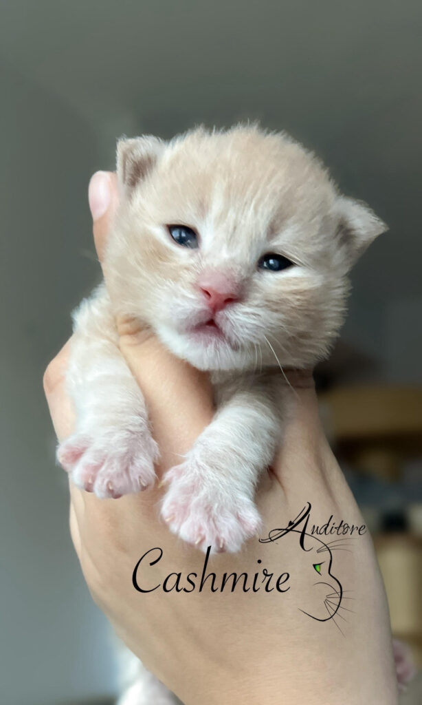 Tygodniowy kremowy kociak Maine Coon (MCO es 22) trzymany w dłoni, z logo hodowli Auditore*PL i imieniem Cashmire. Hodowla kotów Maine Coon, kocięta z rodowodem.