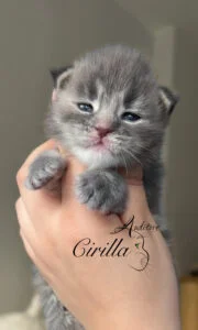 Tygodniowy niebieski szylkretowy kociak Maine Coon trzymany w dłoni, z logo hodowli Auditore*PL i imieniem Cirilla. Hodowla kotów Maine Coon, kocięta z rodowodem.