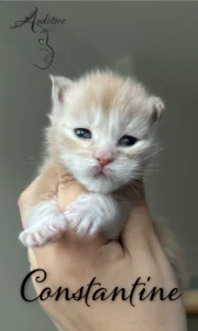 Tygodniowy kremowy kociak Maine Coon (MCO es 22) trzymany w dłoni, z logo hodowli Auditore*PL i imieniem Cashmire. Hodowla kotów Maine Coon, kocięta z rodowodem.