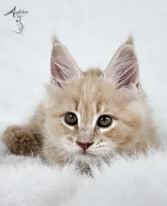 Słodki kremowy kociak Maine Coon (MCO es 22) leżący na białym futrze, logo hodowli Auditore*PL. Hodowla kotów Maine Coon, kocięta z rodowodem.