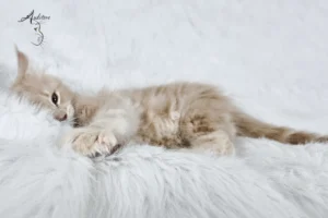 Słodki kremowy kociak Maine Coon (MCO es 22) leżący na białym futrze, logo hodowli Auditore*PL. Hodowla kotów Maine Coon, kocięta z rodowodem.