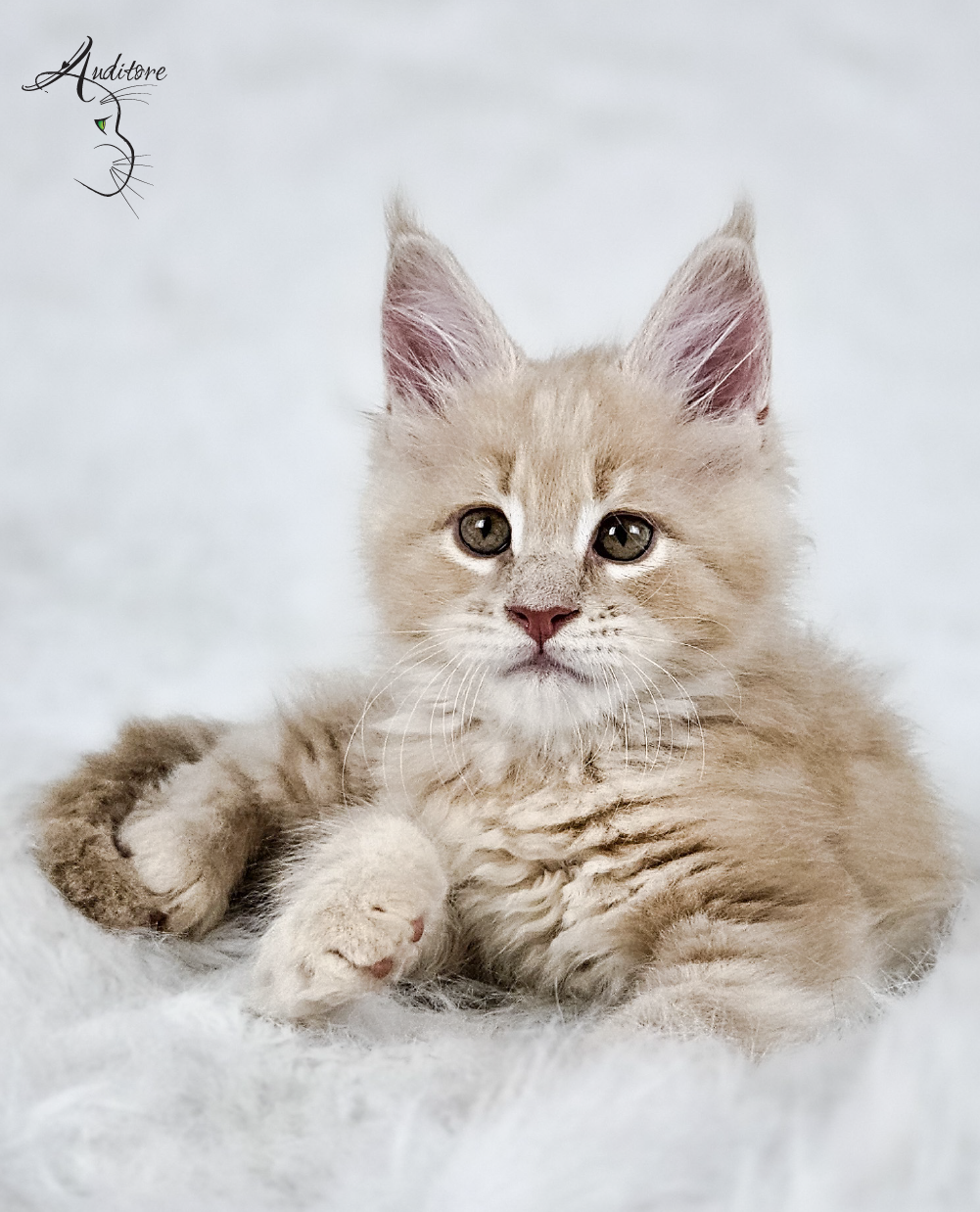 Słodki kremowy kociak Maine Coon na białym futrze, logo hodowli Auditore*PL. Hodowla kotów Maine Coon, kocięta z rodowodem, kolor kremowy MCO es 22.