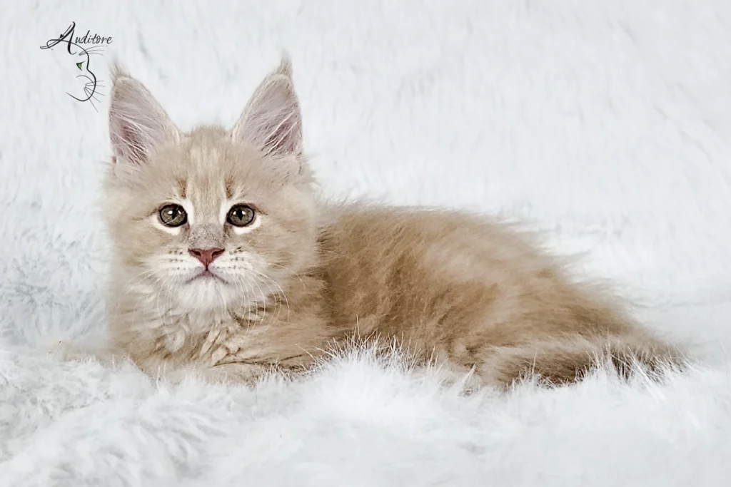 Kremowy kociak Maine Coon na białym futrze, logo hodowli Auditore*PL. Hodowla kotów Maine Coon, kocięta z rodowodem, kolor kremowy MCO es 22.