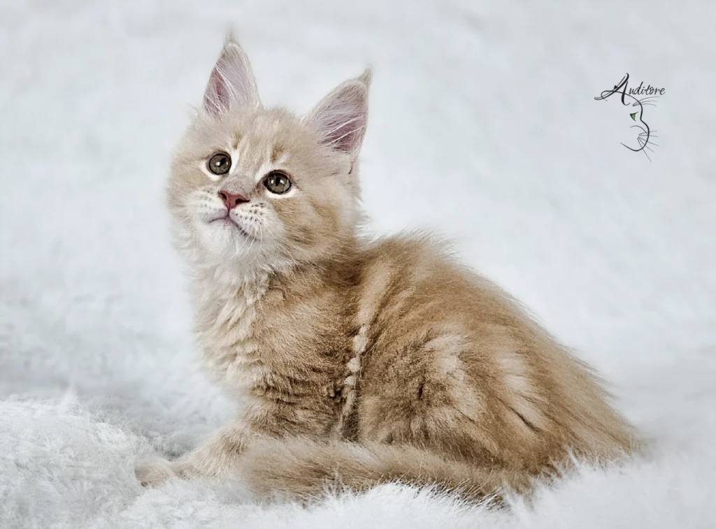 Kremowy kociak Maine Coon na białym futrze, logo hodowli Auditore*PL. Hodowla kotów Maine Coon, kocięta z rodowodem, kolor kremowy MCO es 22.