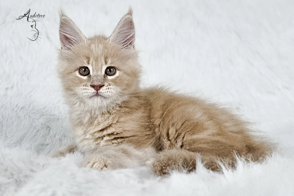 Kremowy kociak Maine Coon na białym futrze, logo hodowli Auditore*PL. Hodowla kotów Maine Coon, kocięta z rodowodem, kolor kremowy MCO es 22.