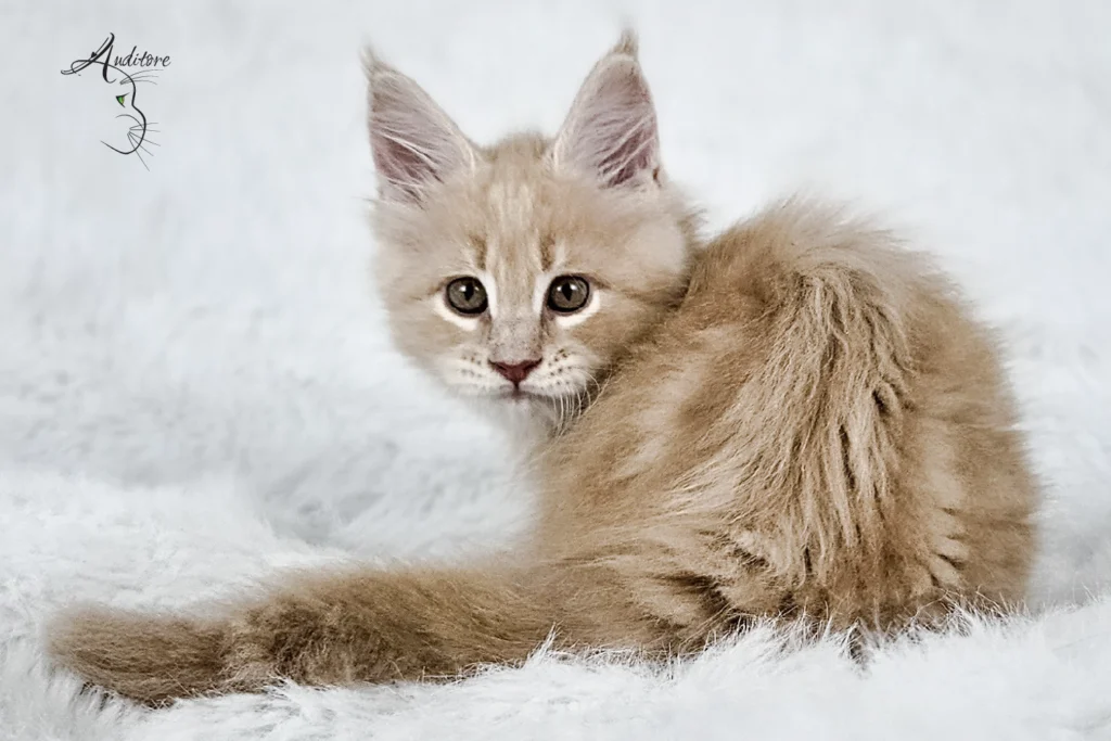 Kremowy kociak rasy Maine Coon na białym futrze, logo hodowli Auditore*PL. Hodowla kotów Maine Coon, kocięta z rodowodem, kolor kremowy MCO es 22.