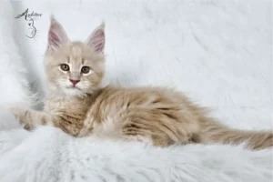 Młody, rudy kot rasy Maine Coon leżący na białym futrze, z logo hodowli Auditore*PL w lewym górnym rogu, kolor kremowy MCO es 22.