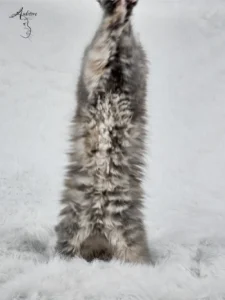 2-miesięczny niebieski szylkretowy pręgowany kociak Maine Coon (MCO gs 23) stojący na tylnych łapach, logo hodowli Auditore*PL. Hodowla kotów Maine Coon, kocięta z rodowodem.