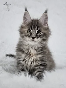 Słodki 2-miesięczny niebieski szylkretowy pręgowany kociak Maine Coon (MCO gs 23) siedzący na białym futrze, logo hodowli Auditore*PL. Hodowla kotów Maine Coon, kocięta z rodowodem.