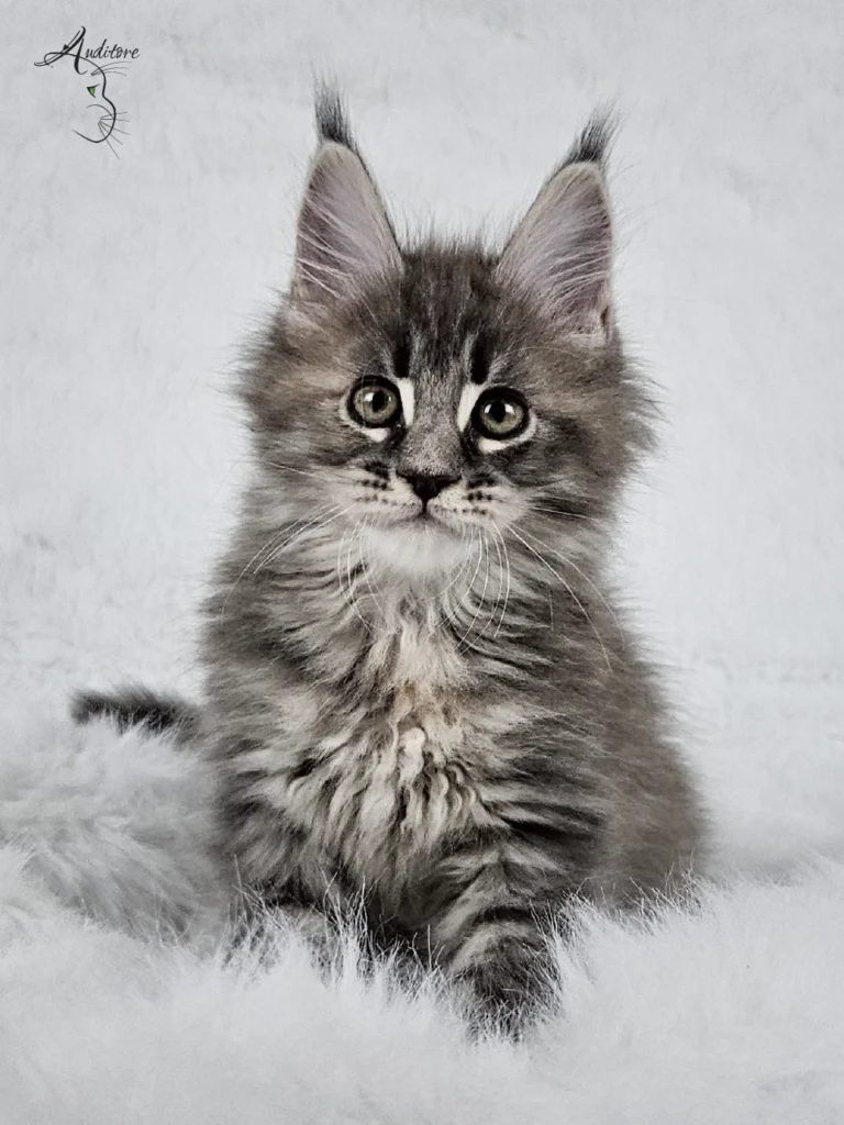 Słodki 2-miesięczny niebieski szylkretowy pręgowany kociak Maine Coon (MCO gs 23) siedzący na białym futrze, logo hodowli Auditore*PL. Hodowla kotów Maine Coon, kocięta z rodowodem.