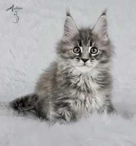 Słodki 2-miesięczny niebieski szylkretowy pręgowany kociak Maine Coon (MCO gs 23) siedzący na białym futrze, logo hodowli Auditore*PL. Hodowla kotów Maine Coon, kocięta z rodowodem.