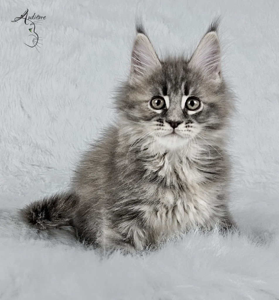 Słodki 2-miesięczny niebieski szylkretowy pręgowany kociak Maine Coon (MCO gs 23) siedzący na białym futrze, logo hodowli Auditore*PL. Hodowla kotów Maine Coon, kocięta z rodowodem.