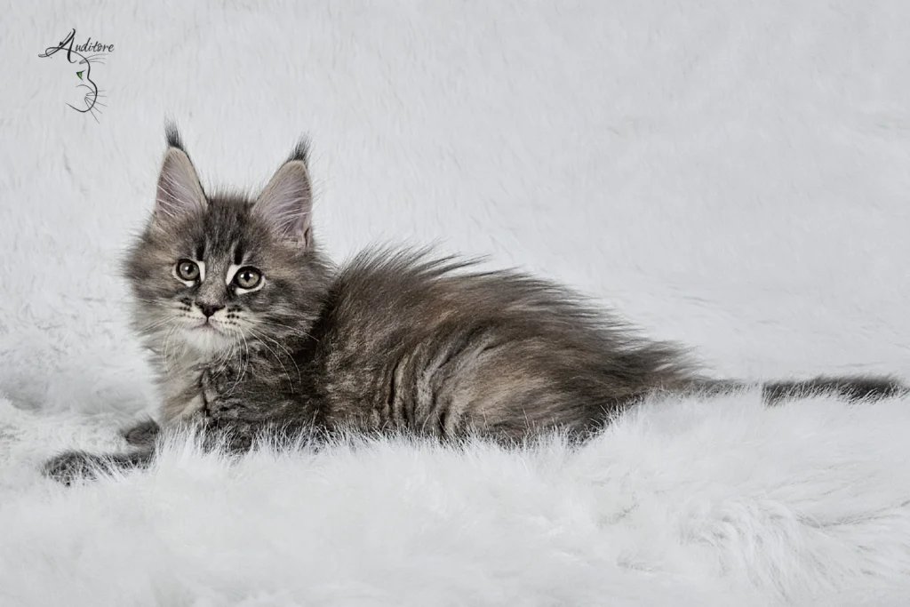 Słodki 2-miesięczny niebieski szylkretowy pręgowany kociak Maine Coon (MCO gs 23) siedzący na białym futrze, logo hodowli Auditore*PL. Hodowla kotów Maine Coon, kocięta z rodowodem.