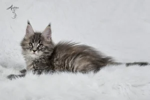 Słodki 2-miesięczny niebieski szylkretowy pręgowany kociak Maine Coon (MCO gs 23) siedzący na białym futrze, logo hodowli Auditore*PL. Hodowla kotów Maine Coon, kocięta z rodowodem.