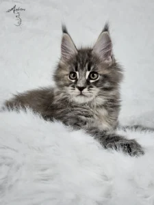 Słodki 2-miesięczny niebieski szylkretowy pręgowany kociak Maine Coon (MCO gs 23) siedzący na białym futrze, logo hodowli Auditore*PL. Hodowla kotów Maine Coon, kocięta z rodowodem.
