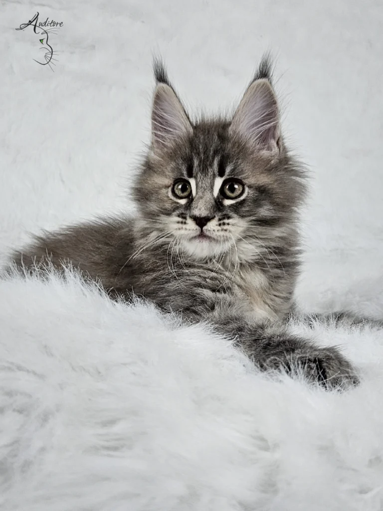 Słodki 2-miesięczny niebieski szylkretowy pręgowany kociak Maine Coon (MCO gs 23) siedzący na białym futrze, logo hodowli Auditore*PL. Hodowla kotów Maine Coon, kocięta z rodowodem.