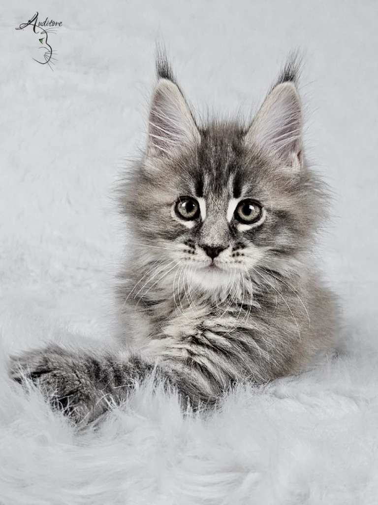 Słodki 2-miesięczny niebieski szylkretowy pręgowany kociak Maine Coon (MCO gs 23) siedzący na białym futrze, logo hodowli Auditore*PL. Hodowla kotów Maine Coon, kocięta z rodowodem.