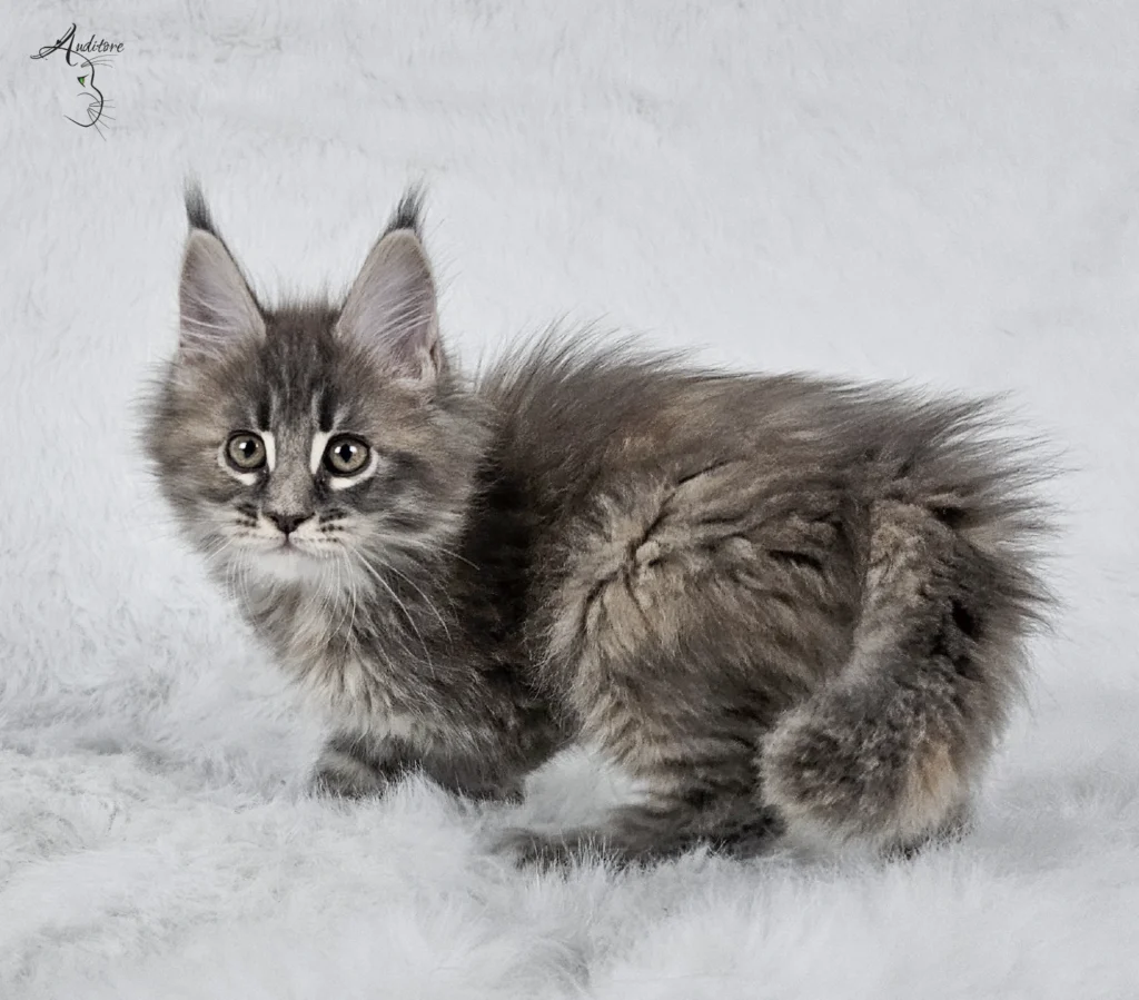 Słodki 3-miesięczny niebieski szylkretowy pręgowany kociak Maine Coon (MCO gs 23) leżący na białym futrze, logo hodowli Auditore*PL. Hodowla kotów Maine Coon, kocięta z rodowodem.