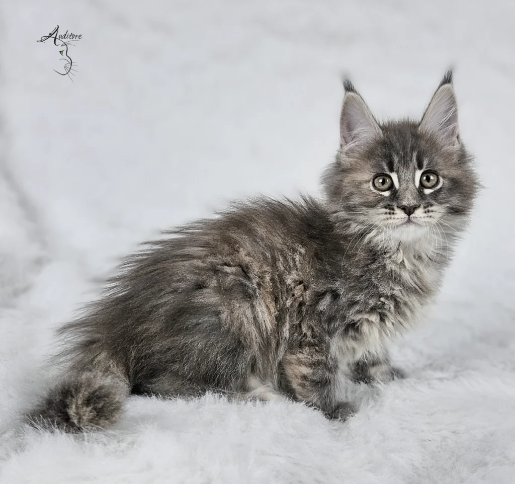 Słodki 3-miesięczny niebieski szylkretowy pręgowany kociak Maine Coon (MCO gs 23) leżący na białym futrze, logo hodowli Auditore*PL. Hodowla kotów Maine Coon, kocięta z rodowodem.