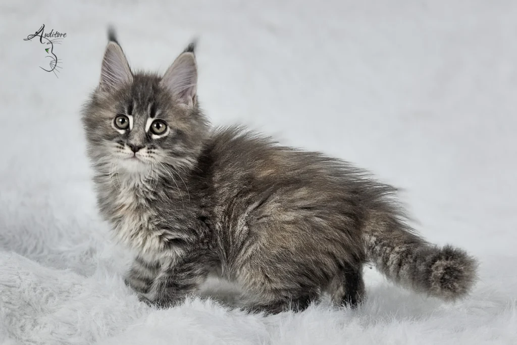 Słodki 3-miesięczny niebieski szylkretowy pręgowany kociak Maine Coon (MCO gs 23) leżący na białym futrze, logo hodowli Auditore*PL. Hodowla kotów Maine Coon, kocięta z rodowodem.