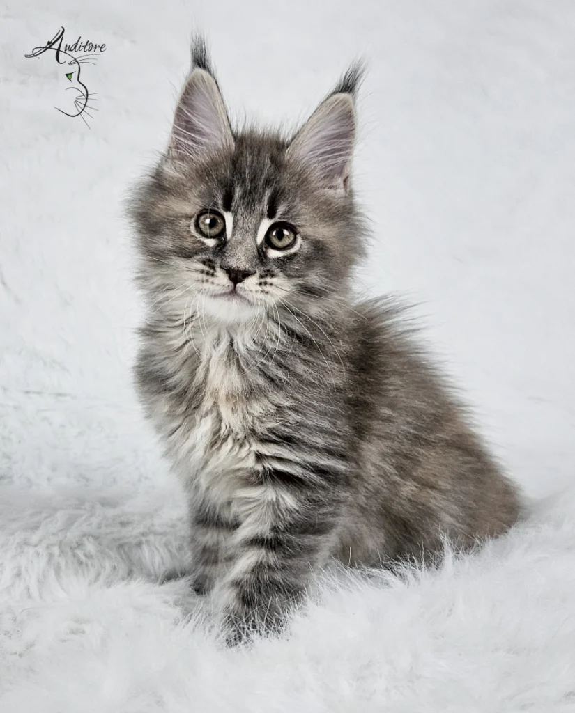 Słodki 3-miesięczny niebieski szylkretowy pręgowany kociak Maine Coon (MCO gs 23) leżący na białym futrze, logo hodowli Auditore*PL. Hodowla kotów Maine Coon, kocięta z rodowodem.