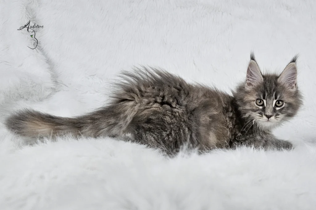 Słodki 3-miesięczny niebieski szylkretowy pręgowany kociak Maine Coon (MCO gs 23) leżący na białym futrze, logo hodowli Auditore*PL. Hodowla kotów Maine Coon, kocięta z rodowodem.