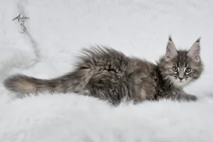 Słodki 3-miesięczny niebieski szylkretowy pręgowany kociak Maine Coon (MCO gs 23) leżący na białym futrze, logo hodowli Auditore*PL. Hodowla kotów Maine Coon, kocięta z rodowodem.