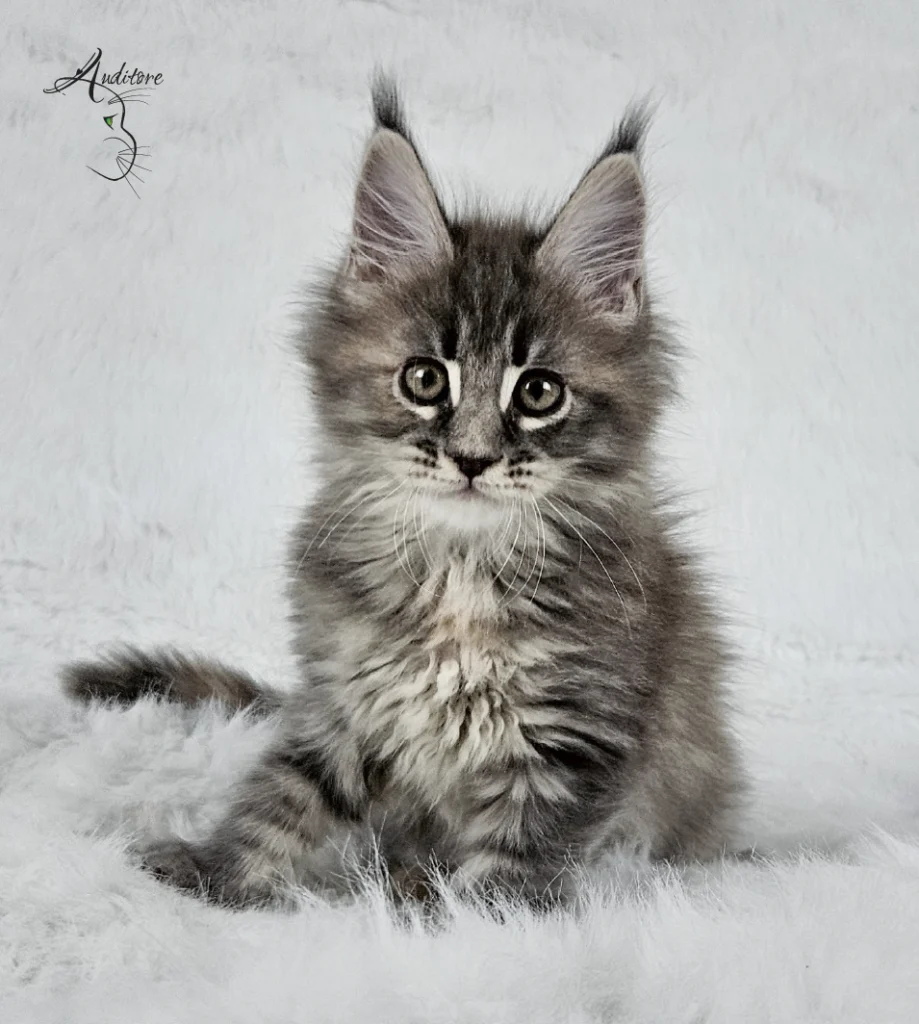Słodki niebieski szylkretowy pręgowany kociak Maine Coon (MCO gs 23) siedzący na białym futrze, logo hodowli Auditore*PL. Hodowla kotów Maine Coon, kocięta z rodowodem.