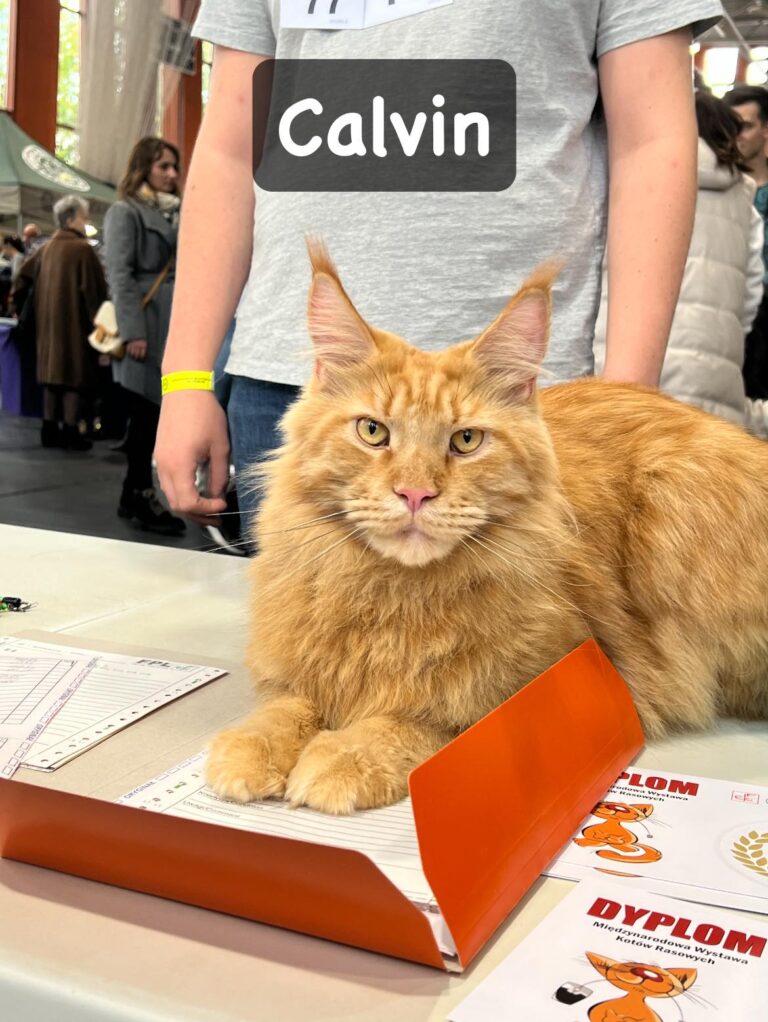 Calvin wystawa